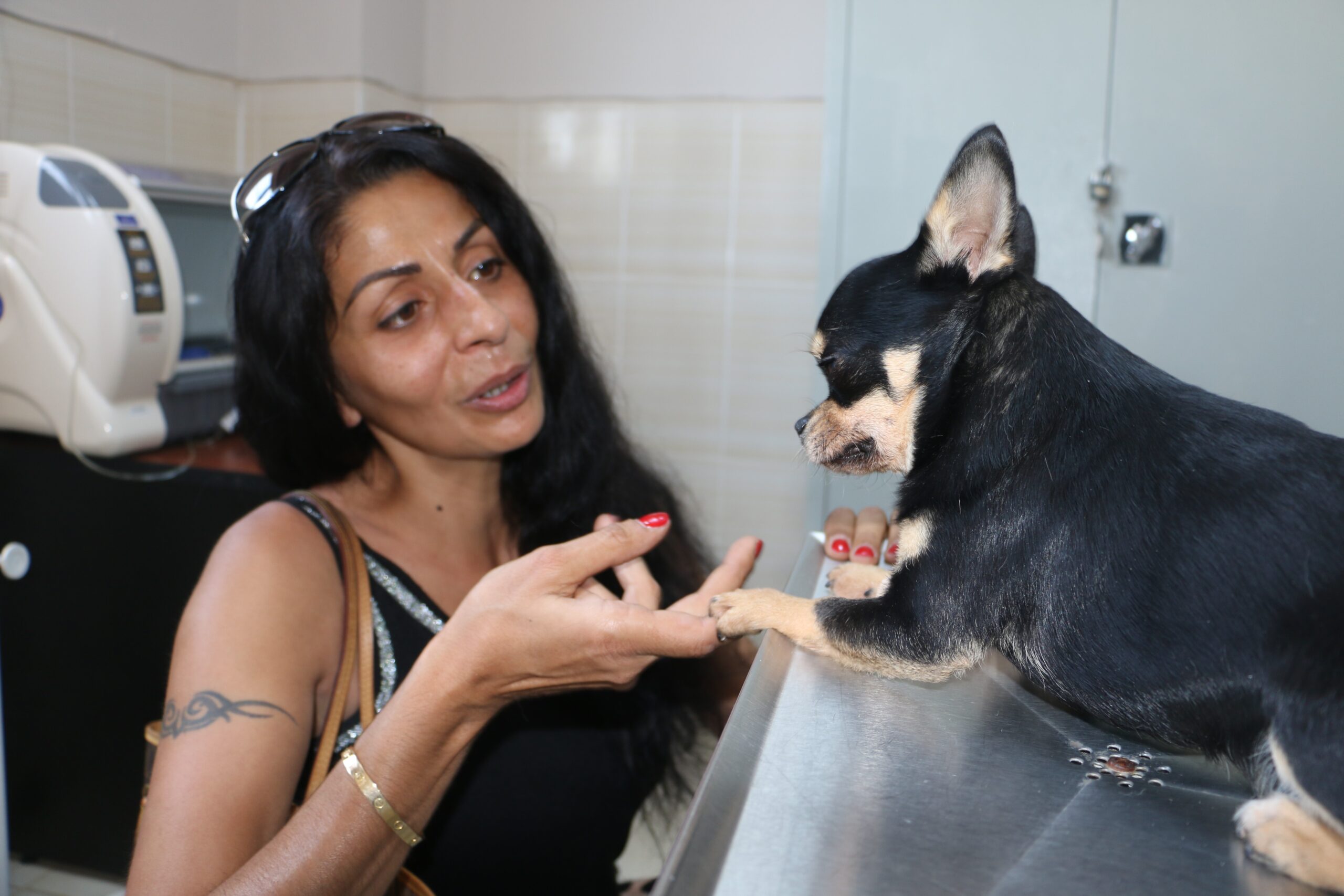 Almanya’da tedavi edilemeyen ‘Rocky’ isimli köpek şifayı Diyarbakır’da buldu