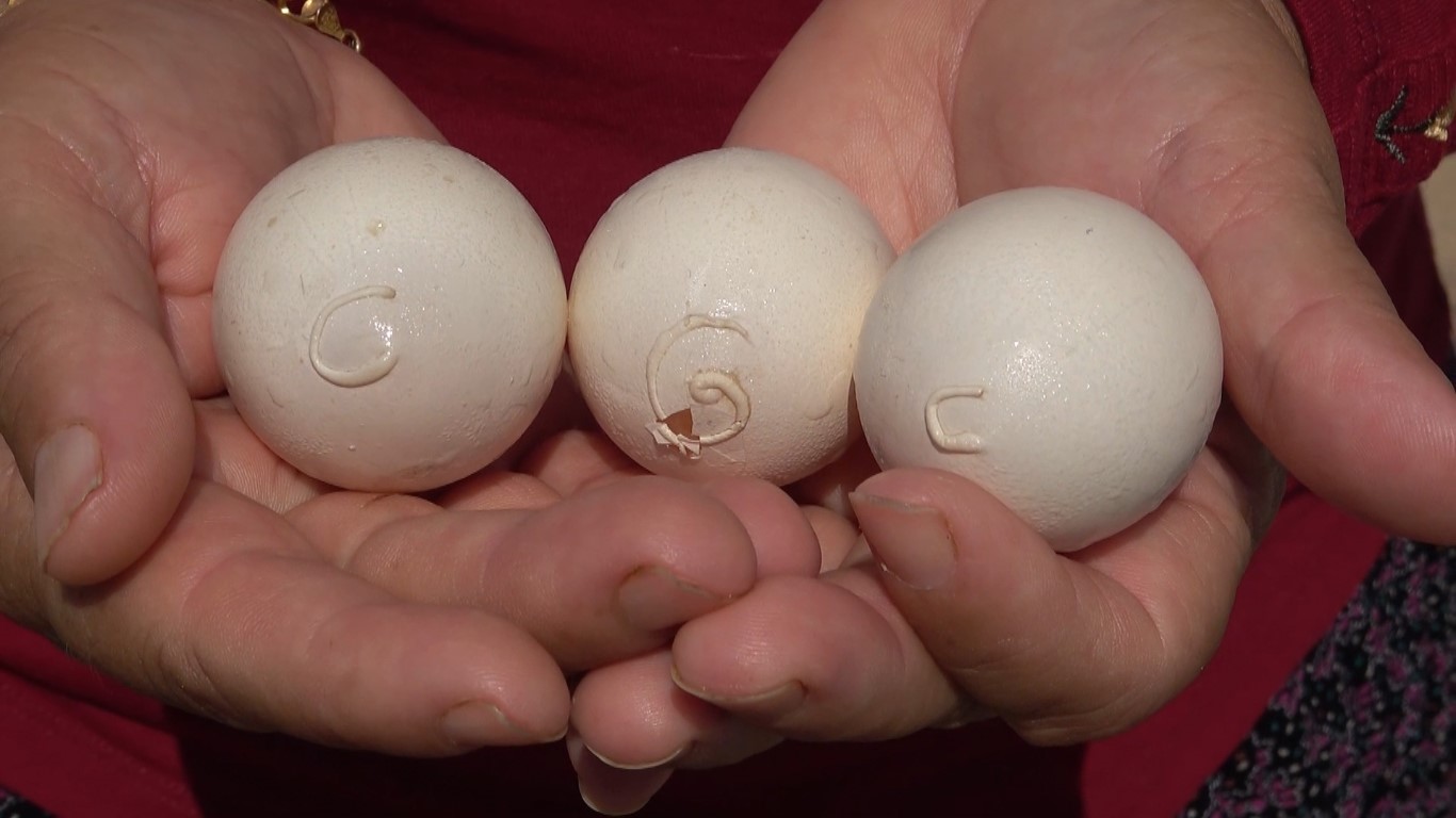  Yumurtanın üzerinde tavuğun sahibinin isim ve soy isminin baş harfleri görüldü iddiası