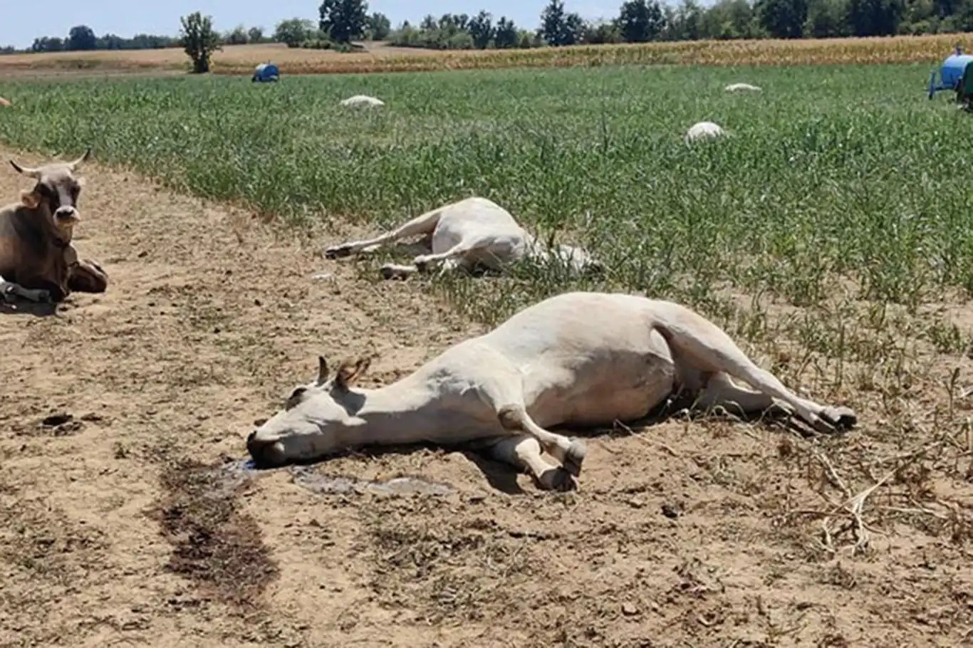 Yüzlerce inek bilinmeyen bir hastalıktan öldü