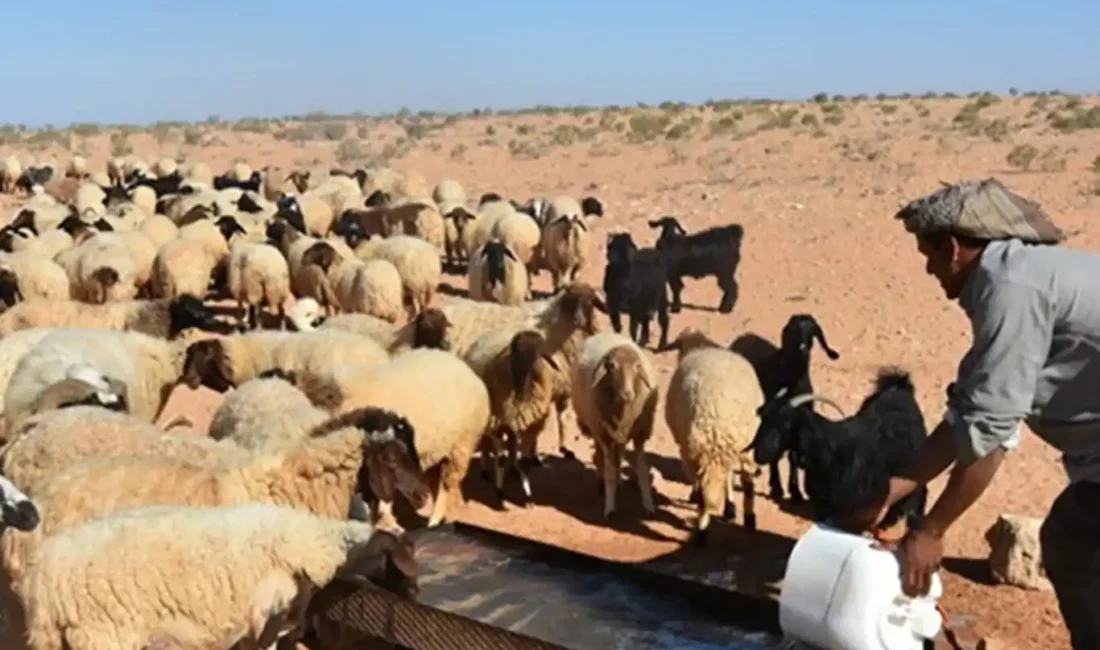 Irak'ın Salahaddin şehrinde çobanların