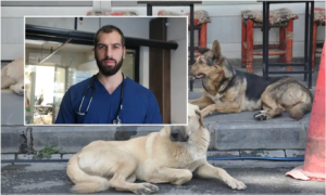 Veteriner Kelleci: Barınakların yetersizliği sokak köpeklerini artırıyor