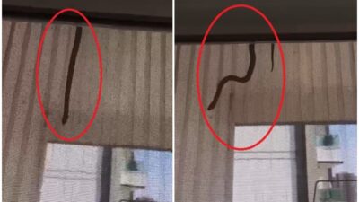 Diyarbakır’da evin içerisine giren yılan paniğe neden oldu