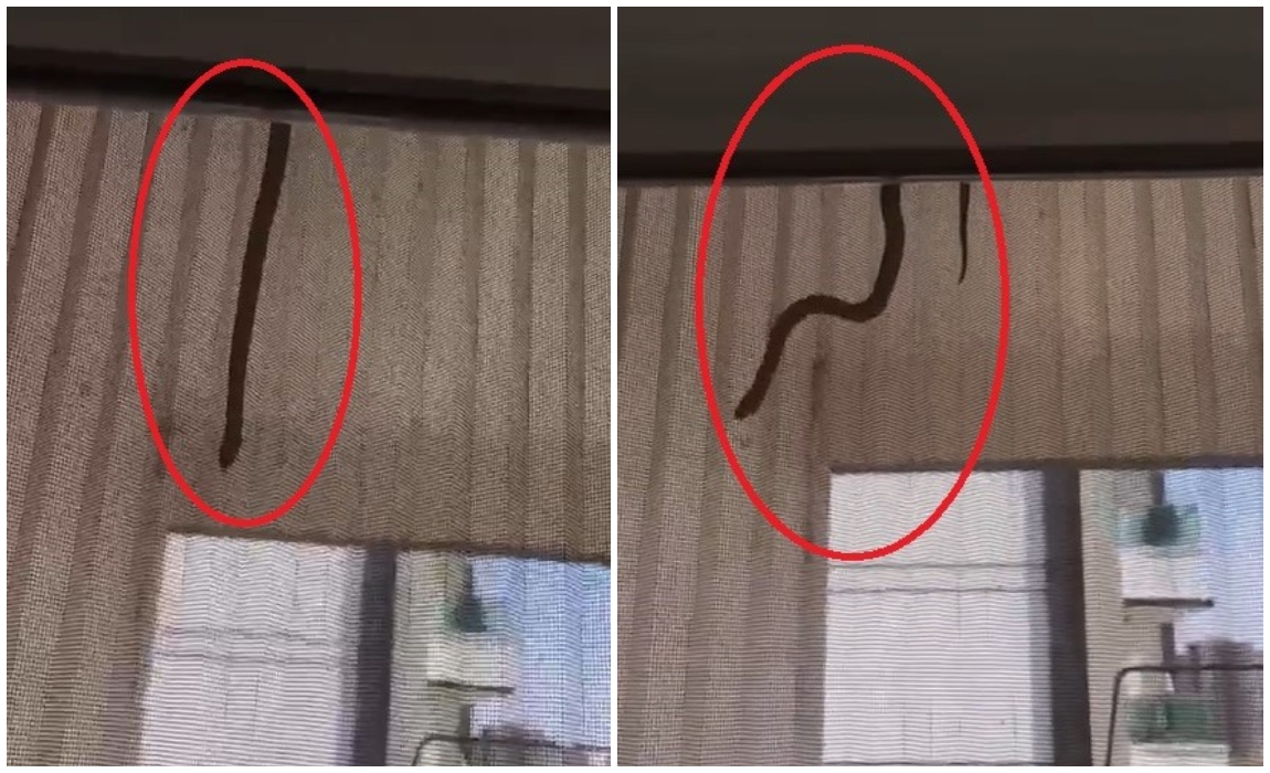 Diyarbakır’da evin içerisine giren yılan paniğe neden oldu