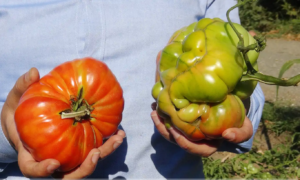 Büyüklüğü ve ağırlığıyla dikkat çeken domatesler tescil yolunda
