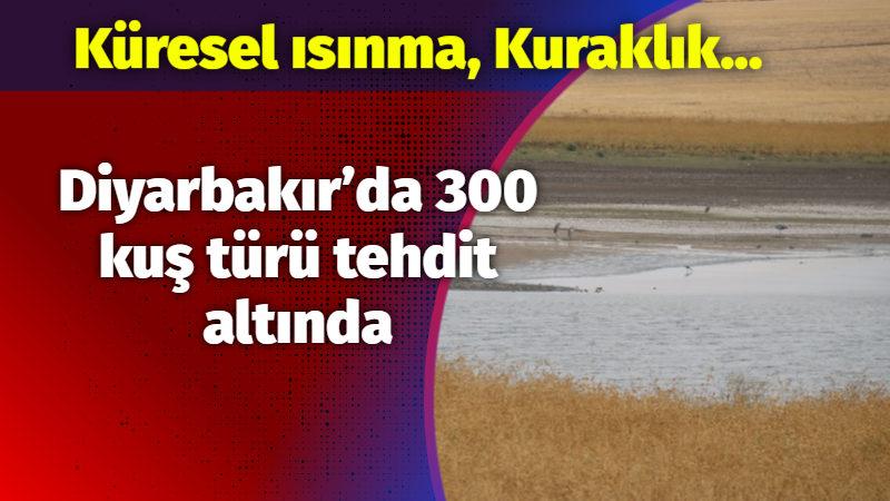 Diyarbakır’da 300 kuş türü risk altında