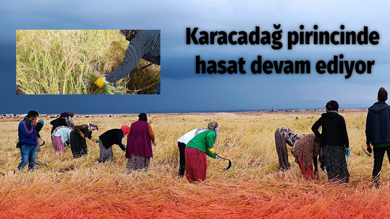 Karacadağ pirincinde hasat devam ediyor