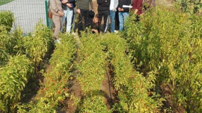 Diyarbakır’da öğrenciler sebze ve meyve ağaçları hakkında bilgi aldı