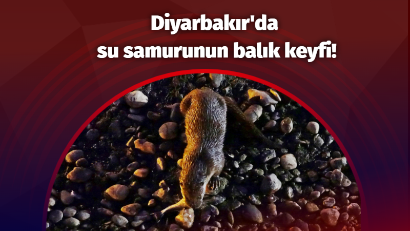 Diyarbakır’da su samurunun balık keyfi!