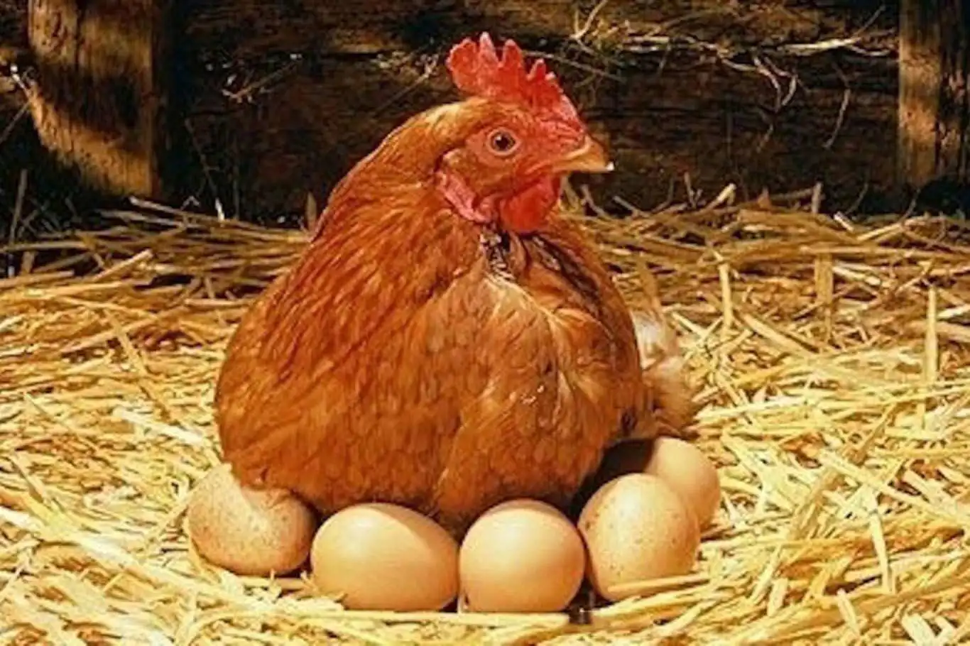 Tavuk eti üretimi azalırken yumurta üretimi arttı