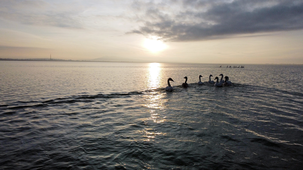 Arin Gölü ötücü kuğuları misafir ediyor!