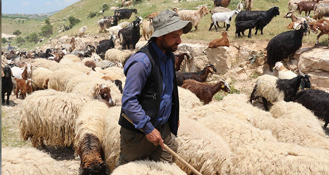 Diyarbakır Dicle Üniversitesi Çoban Alımını İptal Etti