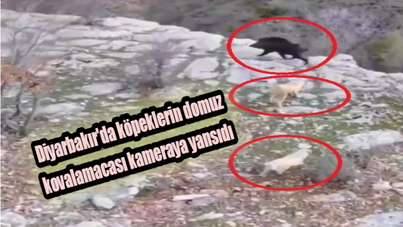 Diyarbakır’da köpeklerin domuz kovalamacası kameraya yansıdı