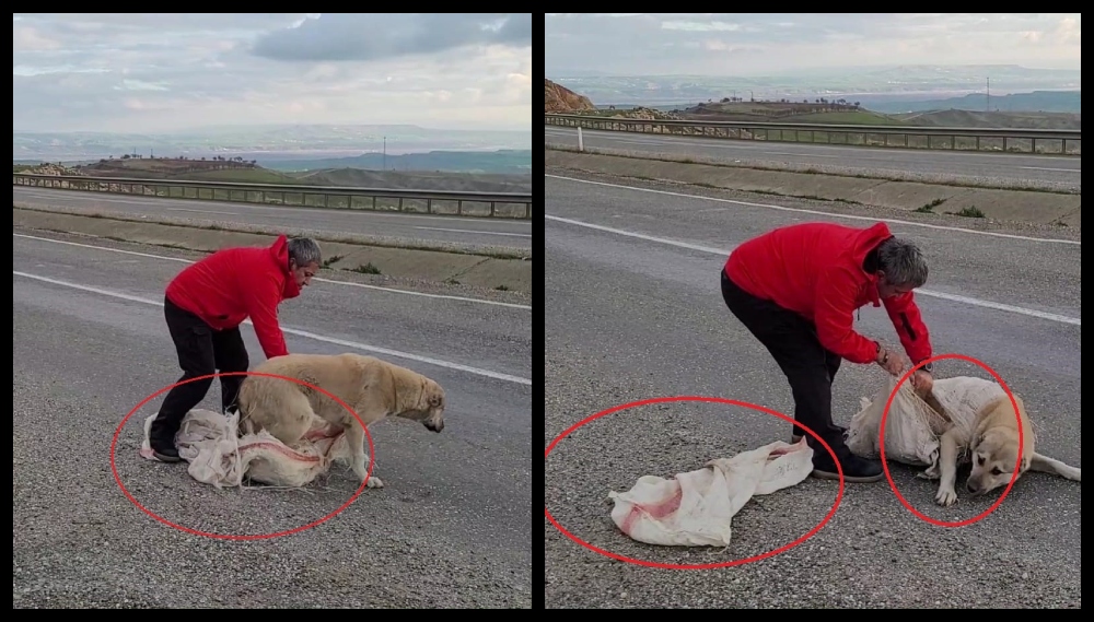 Diyarbakır’da torbaya koyulan köpek ölüme terk edildi