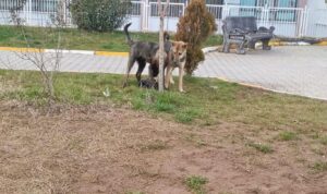 Diyarbakır’da köpeğin saldırısına uğrayan genç yaralandı