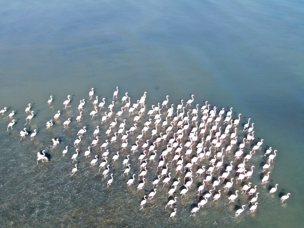 İklim değişti Flamingolar bölgeden gitmedi!