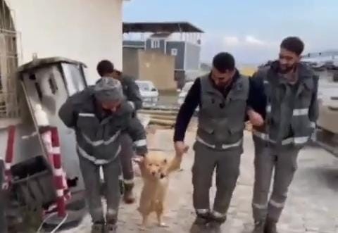 Diyarbakır’da işçiler köpekle halay çekti