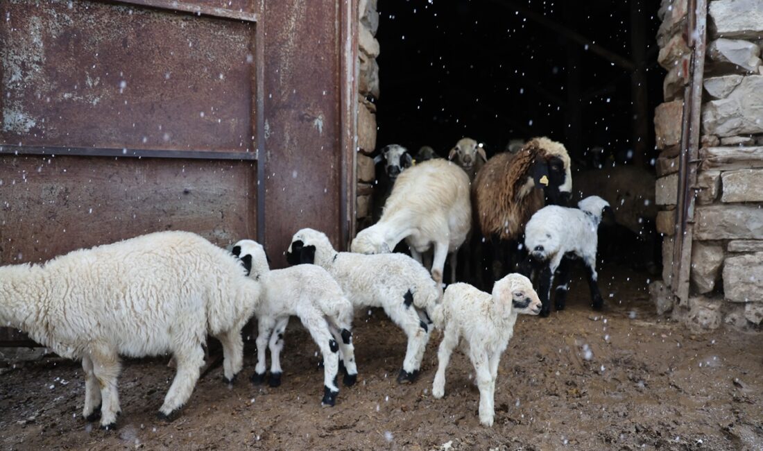 Bölge illerinde koyunların kuzulama