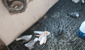 Diyarbakır'da işyerinin çatısında yangın: 300 güvercin telef oldu