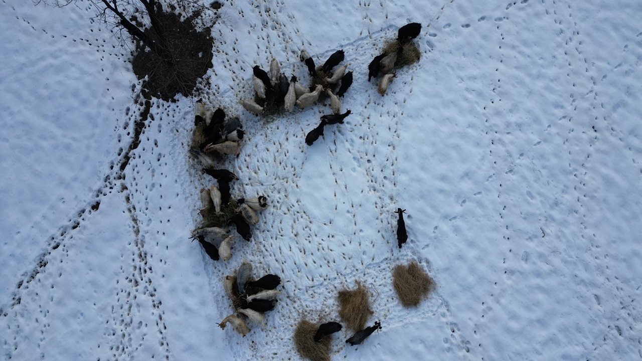Hayvanlar kar üstünde yemleniyor