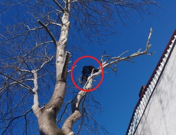 Hırsız Çıktığı Ağaçta Polise El Salladı!