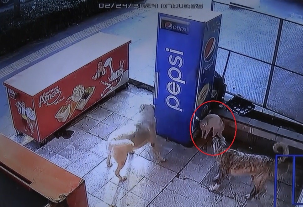 Diyarbakır’da kedinin köpeklerle kavgası kameraya yansıdı