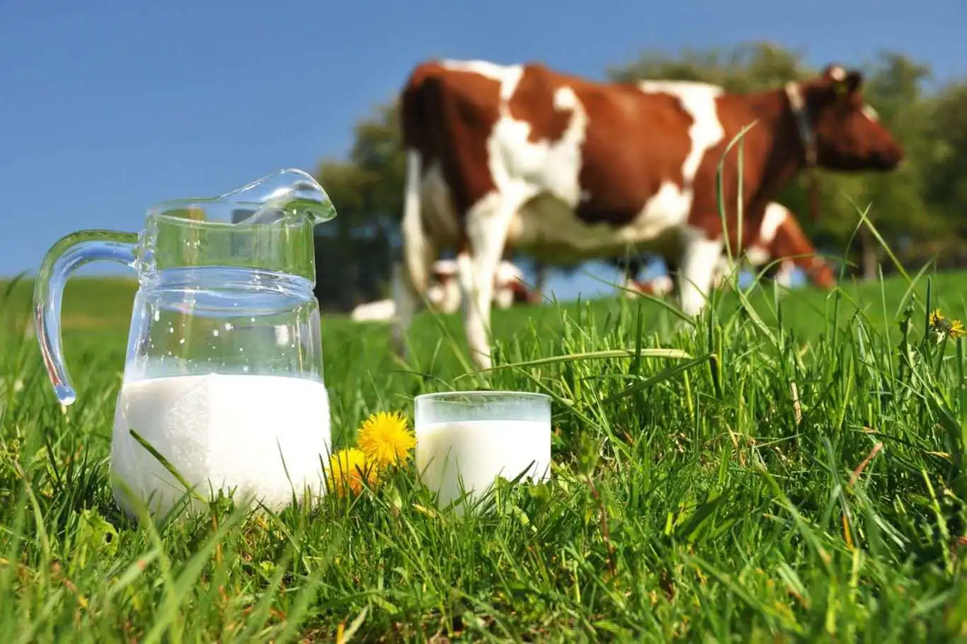 Süt İşletmeleri 874 Bin Ton İnek Sütü Topladı!