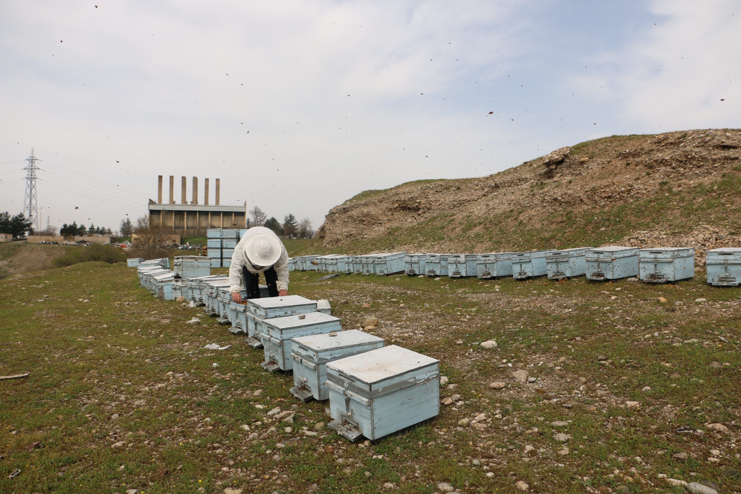 Diyarbakır’da arılar kış uykusuna yatmadı:  Yüzde 30’u telef oldu!