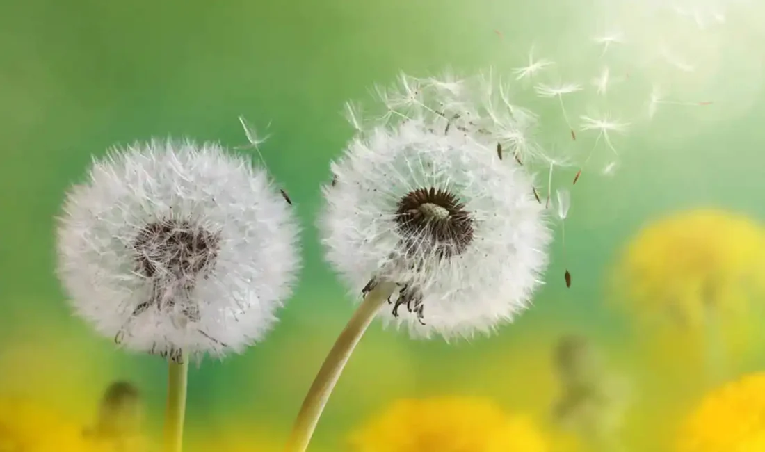 Bahar alerjisinin, bitkilerin polenlerine