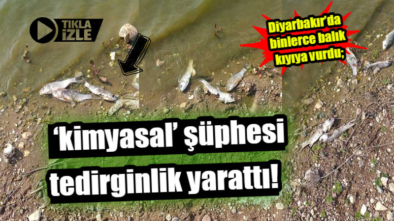 Diyarbakır’da binlerce balık kıyıya vurdu; ‘kimyasal’ şüphesi tedirginlik yarattı!
