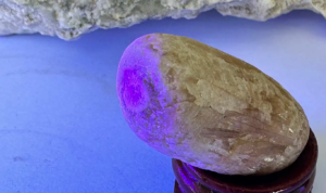 Tarlada bulduğu taş palamut fosili çıktı