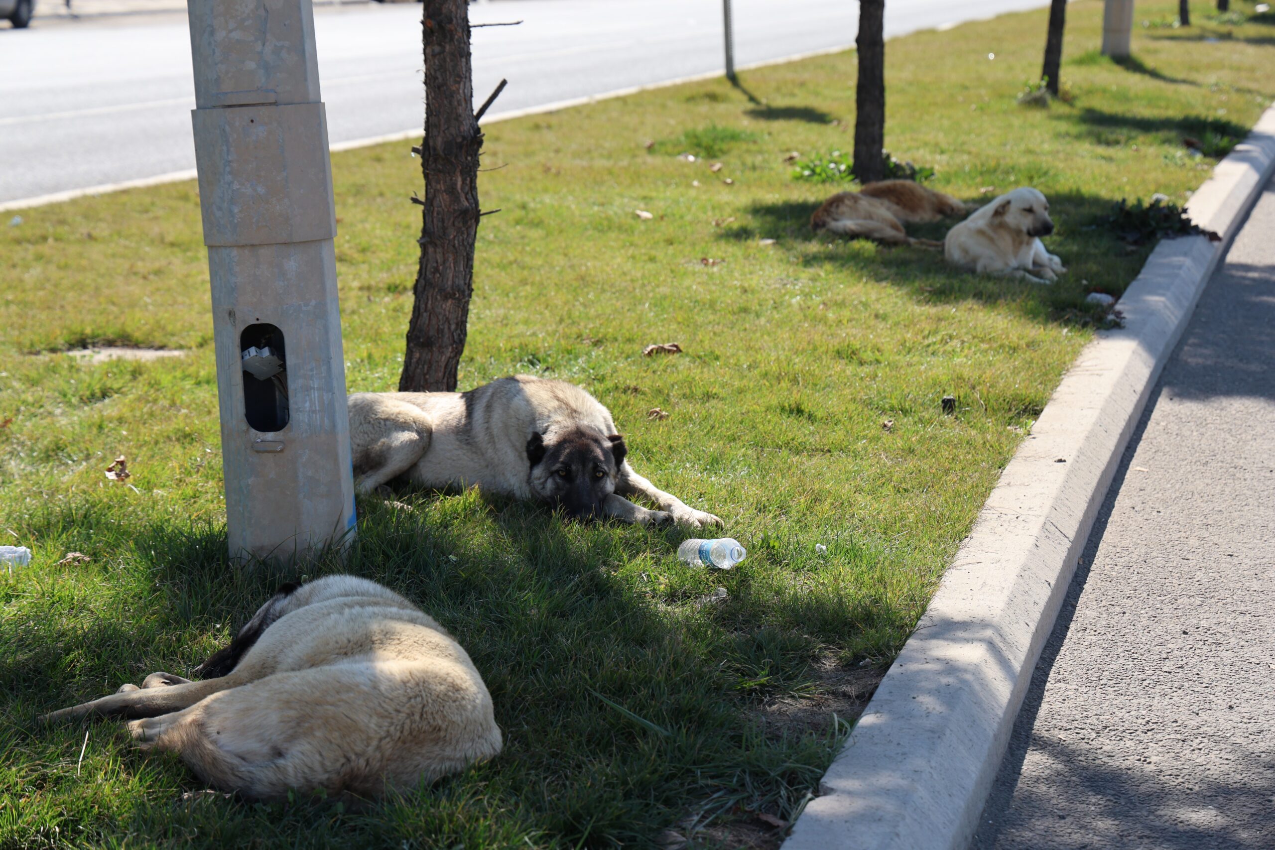 Diyarbakır’da bir köpek aynı gün içinde 8 kişiyi ısırdı!