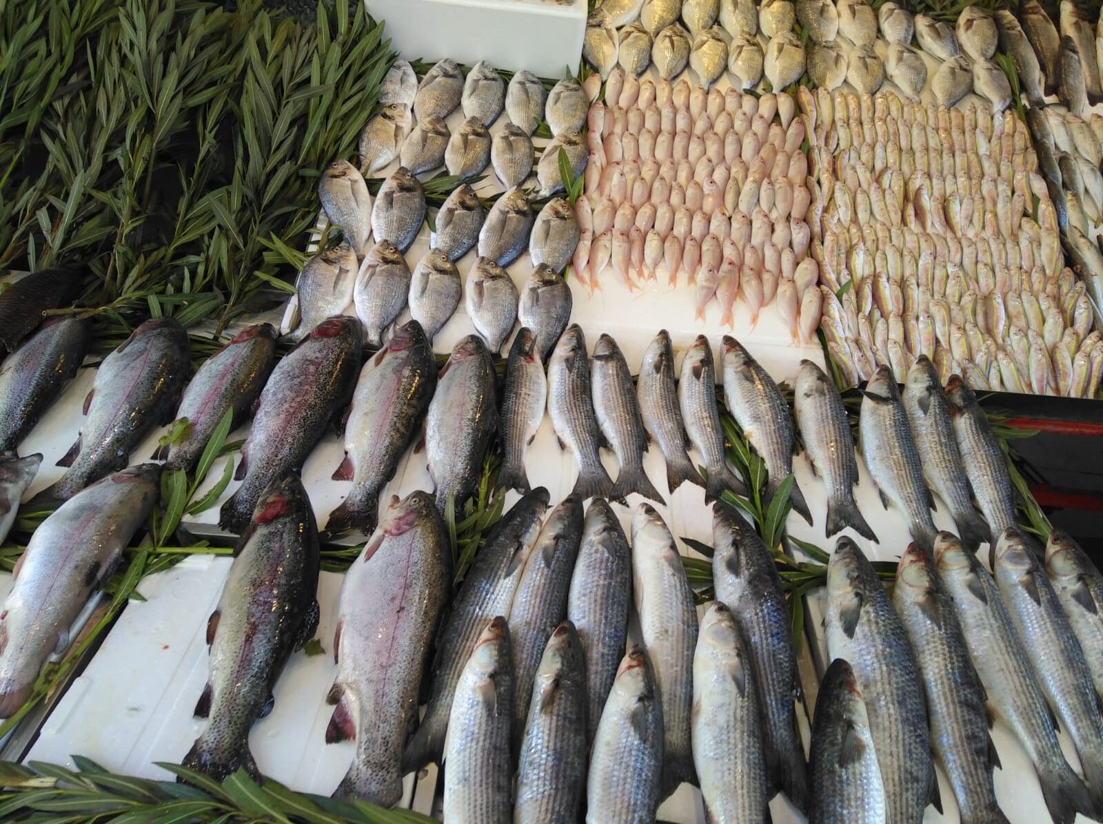 Diyarbakır’da balık fiyatları uçtu!