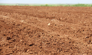 Diyarbakır'da çiftçilerin pamuk ekim serüveni başladı