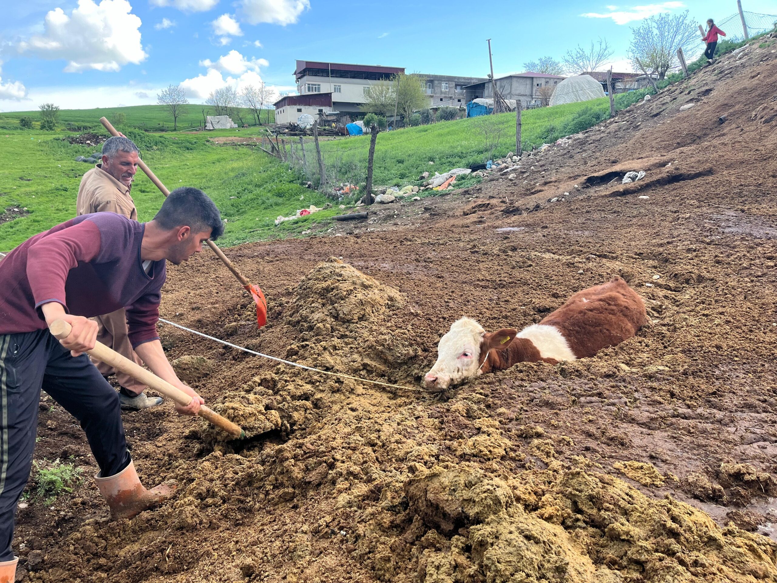 Diyarbakır’da tezek yığınına batan inek yavrusu kurtarıldı