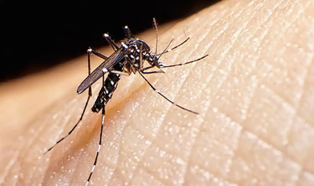 Canpolat: Sıtma tedavi edilmezse ölüm yaşanabilir