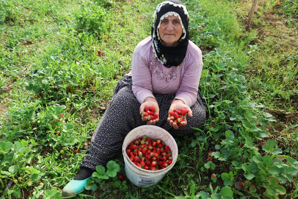 Diyarbakır Komşusu örtü altı çilekte ilk hasadı yaptı