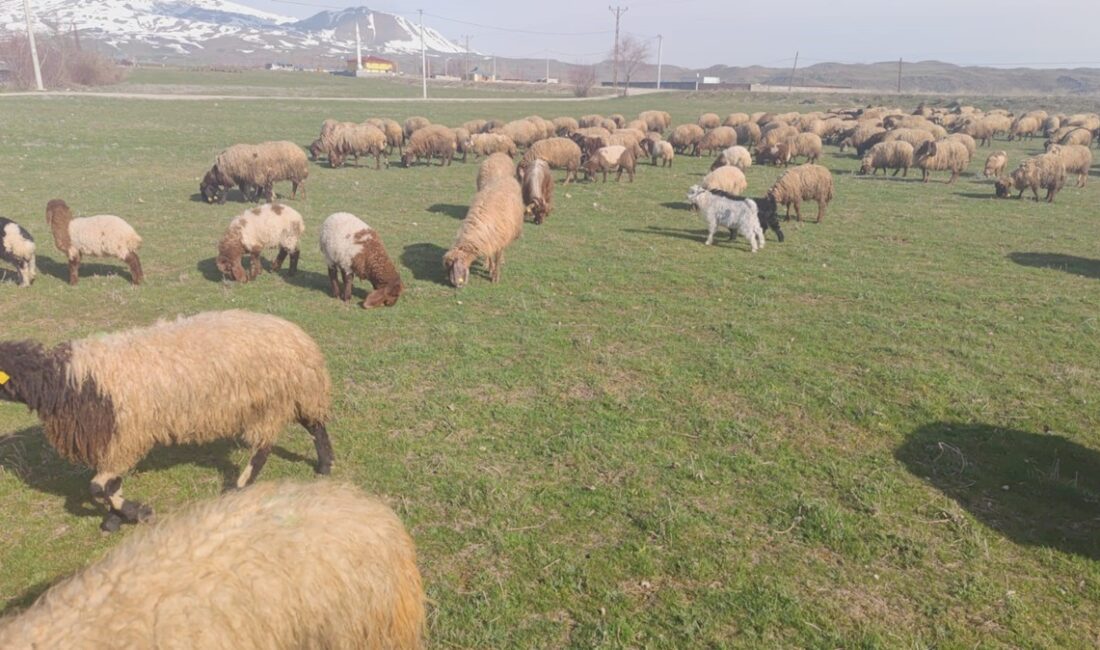 Bitlis'in Adilcevaz ilçesinde zorlu