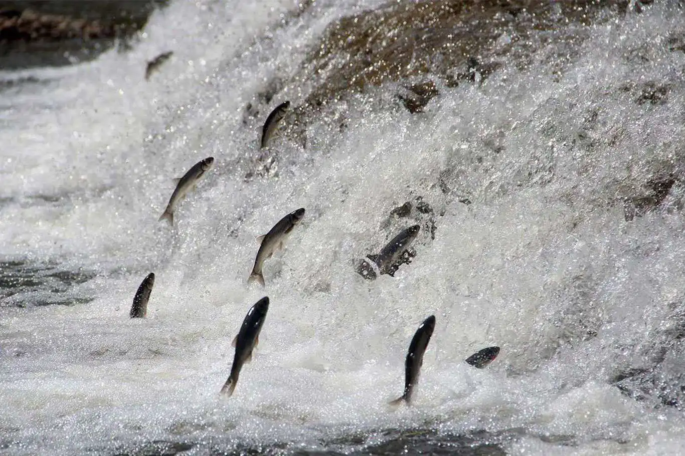 Van Gölü’nde İnci kefali için av yasağı başlıyor