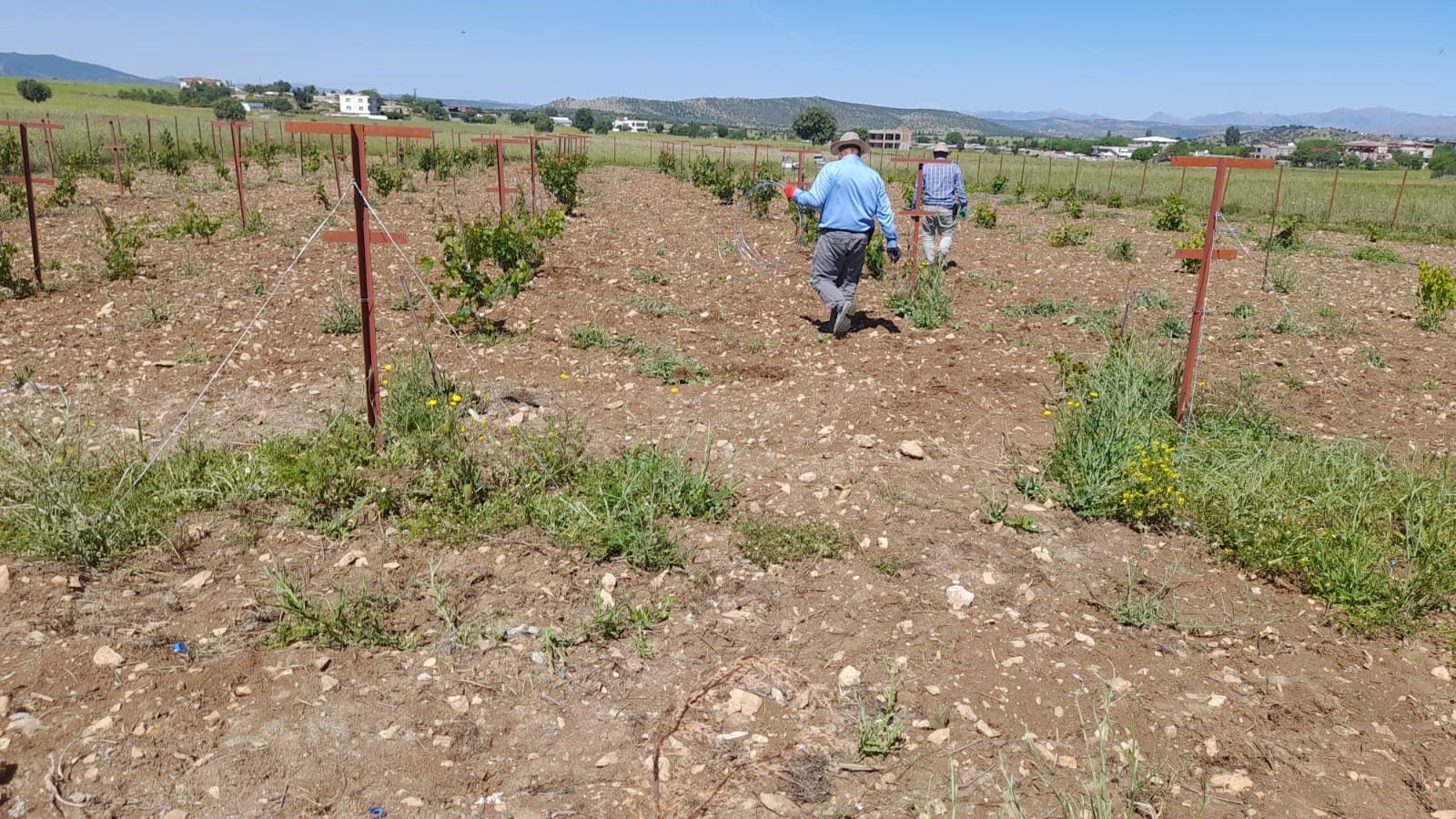 Diyarbakır’ın o ilçesinde örtü altı üzüm yetiştirilecek