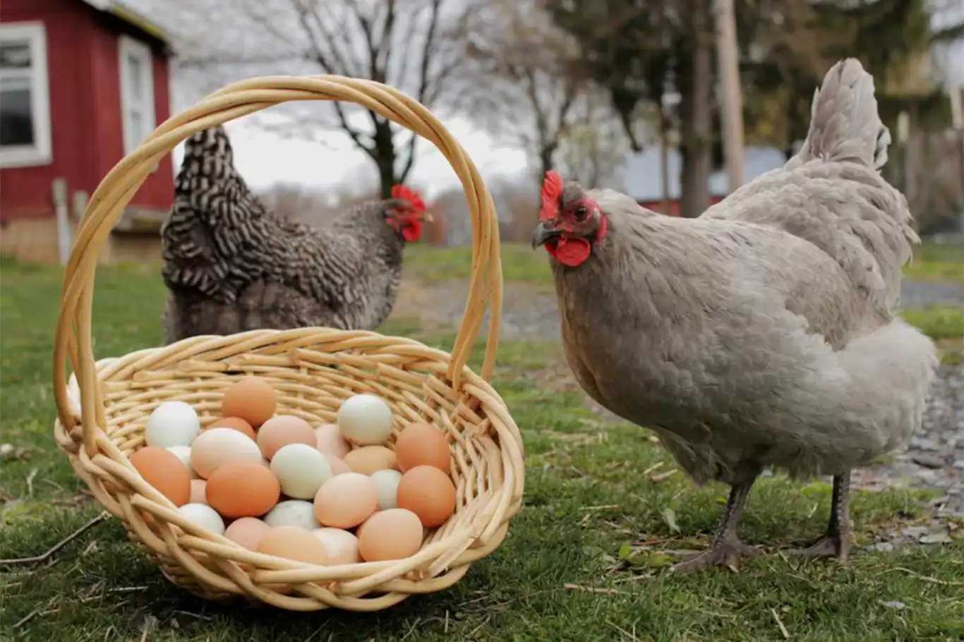 Tavuk eti ve yumurtada üretim arttı