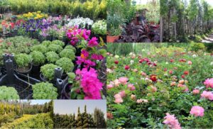 Diyarbakırlı çiçek yetiştiricisinden, Çiçek ve ağaç bakımı hakkında öneriler