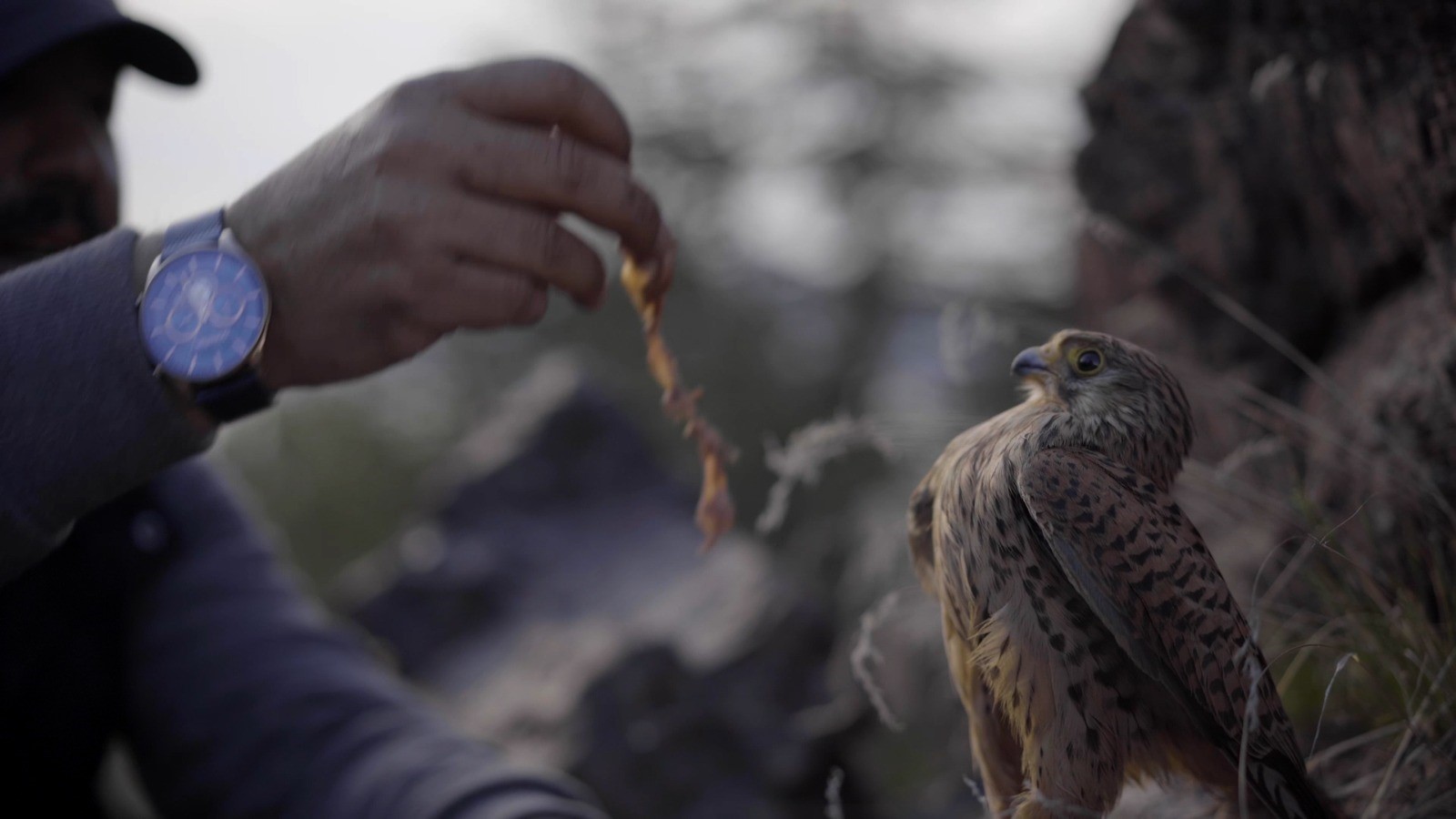 Diyarbakırlı hayvanseverin kendi imkanlarıyla kurduğu çiftlik film oldu