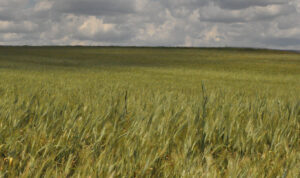 Buğdayda yüksek rekolte beklentisi: Çiftçinin gözü alım fiyatında!