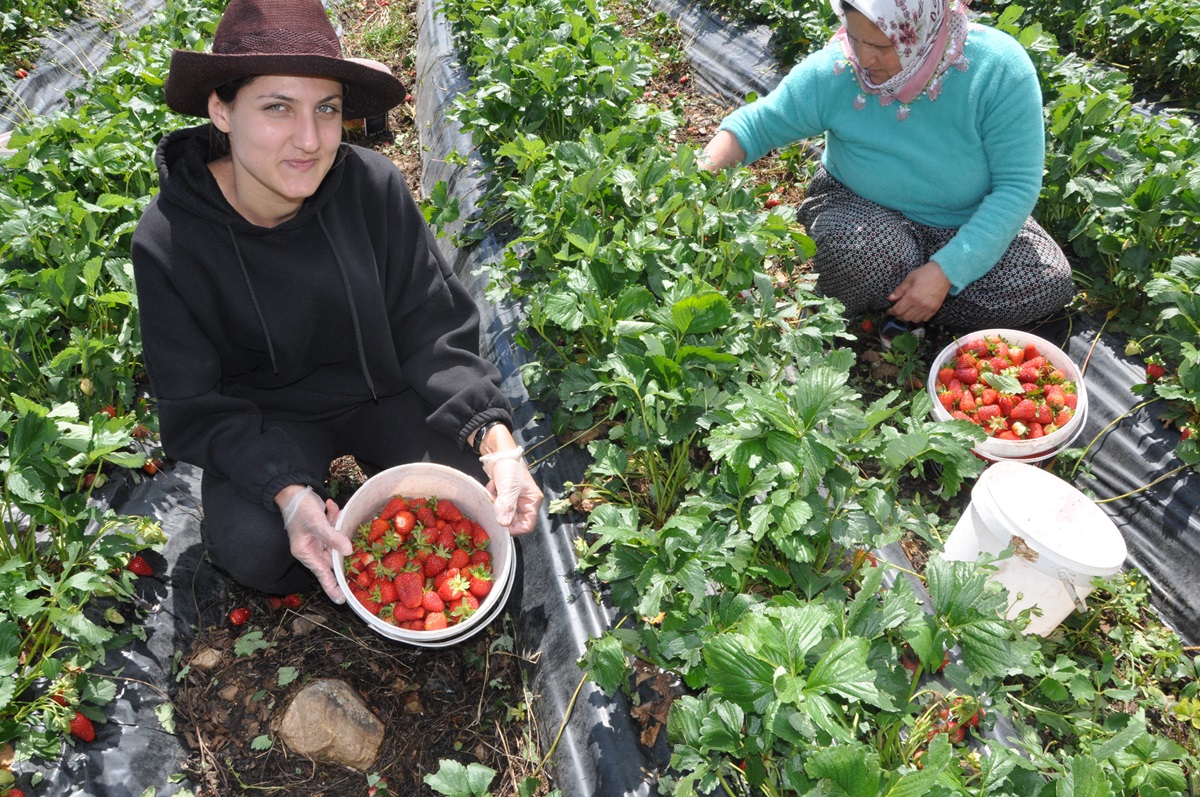 Çilek bahçeleri yüzlerce kadına iş olanağı sağlıyor
