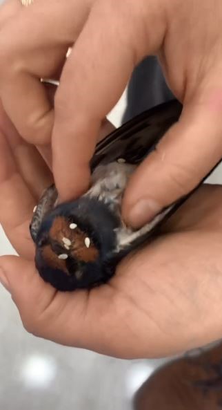 Kalp masajı yapılan kuş hayata döndürüldü