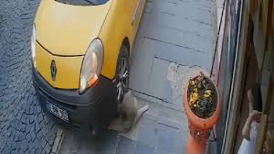 Taksici kaldırımda bulunan köpeği ezdi
