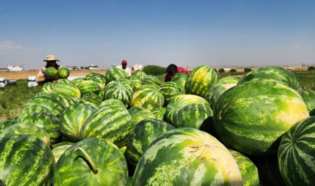 Diyarbakır'da çiftçiler karpuz hasadına