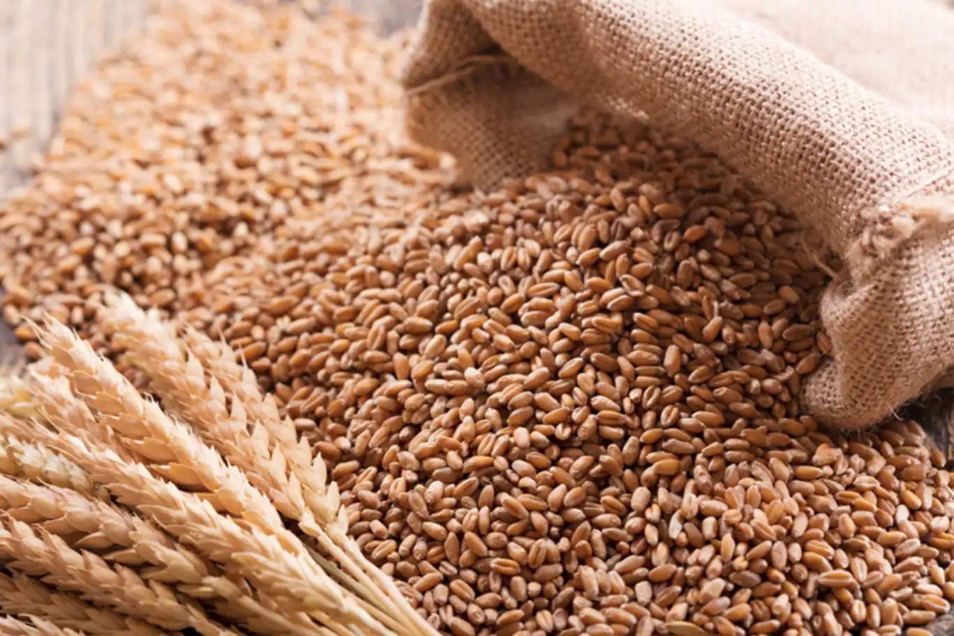 Buğday ve arpa alım fiyatı çiftçileri hüsrana uğrattı
