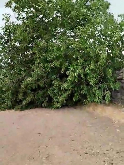 Diyarbakır’da fırtınada ağaç devrildi, piknik alanı savaş alanına döndü