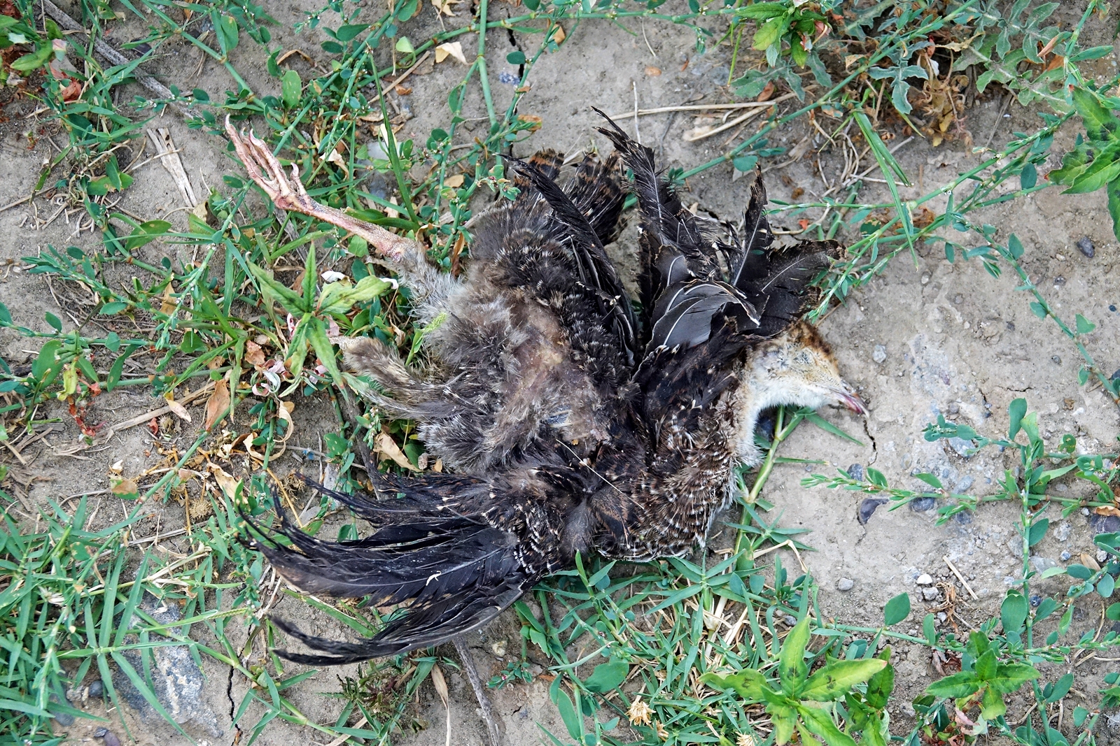 Diyarbakır’da Dicle nehrinde toplu hayvan ölümleri endişe yaratıyor!